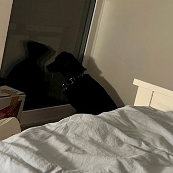 thumbnail petsitter Budapest or pet nanny for dogs cats