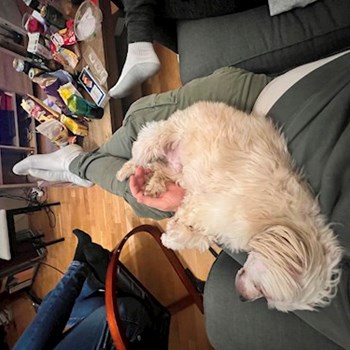  thumbnail petsitter Budapest or pet nanny for dogs cats 