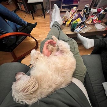 thumbnail petsitter Budapest or pet nanny for dogs cats