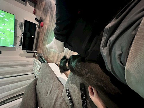 Orgován- petsitter Budapest or Pet nanny for dogs cats