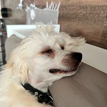  thumbnail petsitter Budapest or pet nanny for dogs cats 