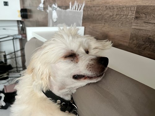 Orgován- petsitter Budapest or Pet nanny for dogs cats