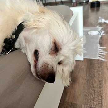 thumbnail petsitter Budapest or pet nanny for dogs cats