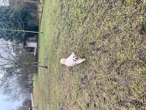 Orgován- petsitter Budapest or Pet nanny for dogs cats