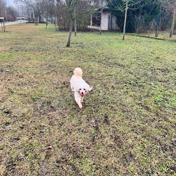 thumbnail petsitter Budapest or pet nanny for dogs cats