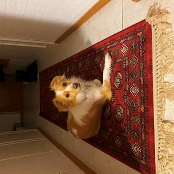  thumbnail petsitter Budapest or pet nanny for dogs cats 