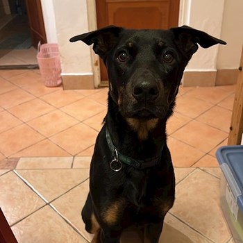  thumbnail petsitter Budapest or pet nanny for dogs cats 