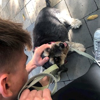  thumbnail petsitter Budapest or pet nanny for 
