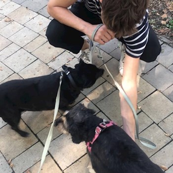  thumbnail petsitter Budapest or pet nanny for 