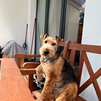  thumbnail petsitter Budapest or pet nanny for dogs cats 