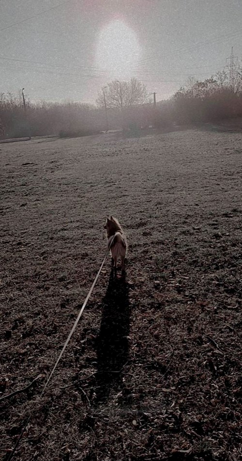 Tóka- petsitter Budapest vagy Állat szitter a kutyák cicák