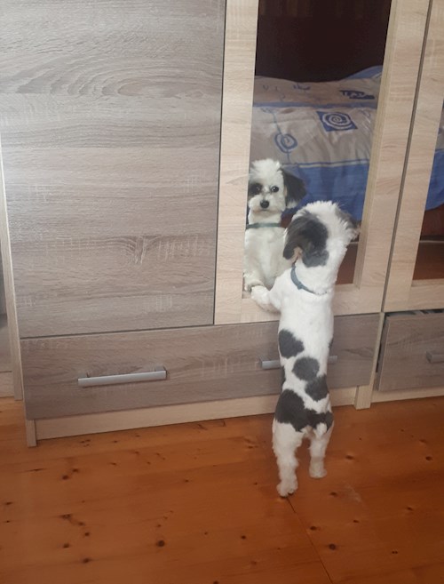 Nikolett- petsitter Gödöllő vagy Állat szitter a kutyák cicák