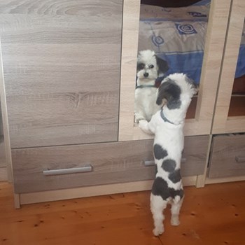 thumbnail petsitter Gödöllő vagy Állat szitter a kutyák cicák