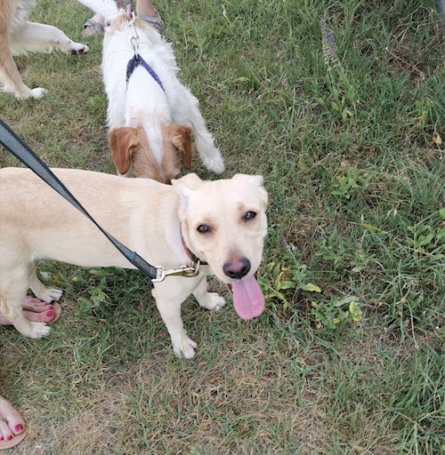 Nikolett- petsitter Gödöllő vagy Állat szitter a kutyák cicák
