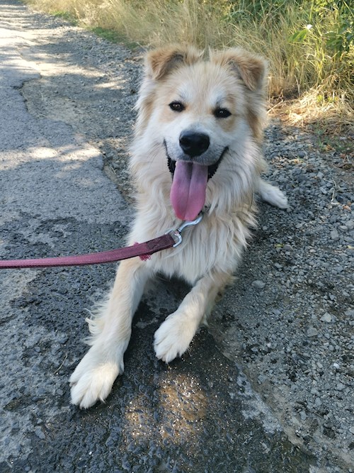 Nikolett- petsitter Gödöllő vagy Állat szitter a kutyák cicák