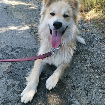 thumbnail petsitter Gödöllő vagy Állat szitter a kutyák cicák