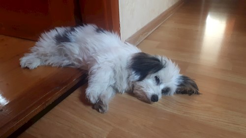 Nikolett- petsitter Gödöllő vagy Állat szitter a kutyák cicák