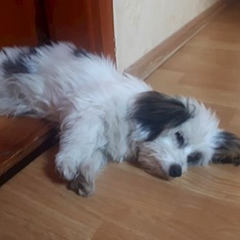thumbnail petsitter Gödöllő vagy Állat szitter a kutyák cicák