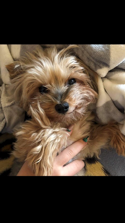 Labancz- petsitter Budapest or Pet nanny for dogs cats