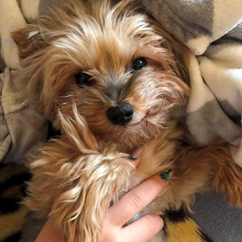 thumbnail petsitter Budapest or pet nanny for dogs cats