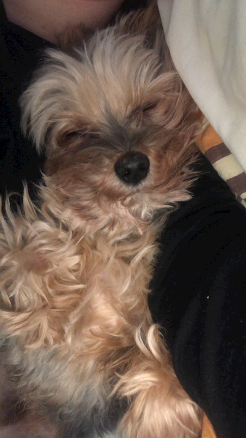 Labancz- petsitter Budapest or Pet nanny for dogs cats