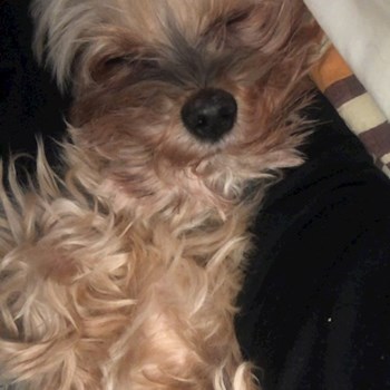 thumbnail petsitter Budapest or pet nanny for dogs cats