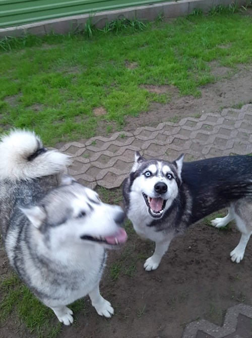 Ferenczi- petsitter Debrecen or Pet nanny for dogs