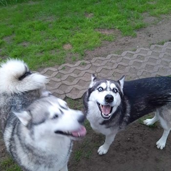 thumbnail petsitter Debrecen or pet nanny for dogs