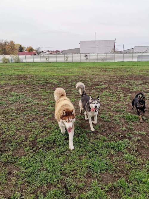 Ferenczi- petsitter Debrecen or Pet nanny for dogs
