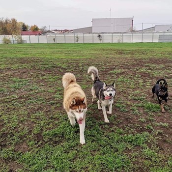 thumbnail petsitter Debrecen or pet nanny for dogs