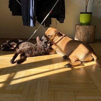  thumbnail petsitter Budapest or pet nanny for 