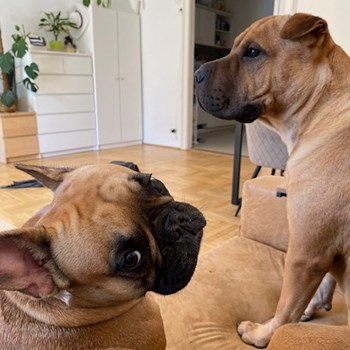  thumbnail petsitter Budapest or pet nanny for 