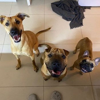  thumbnail petsitter Budapest or pet nanny for 