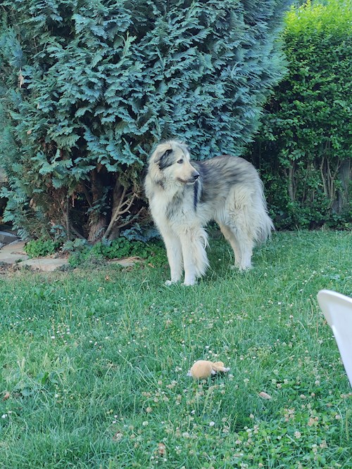 Gábor- petsitter Pécs or Pet nanny for dogs cats