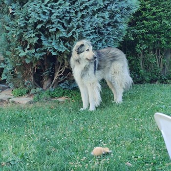 thumbnail petsitter Pécs or pet nanny for dogs cats