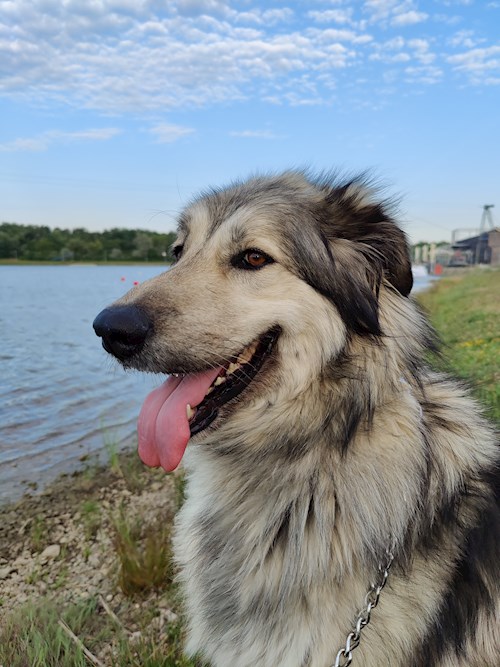 Gábor- petsitter Pécs or Pet nanny for dogs cats