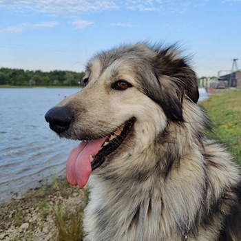 thumbnail petsitter Pécs or pet nanny for dogs cats