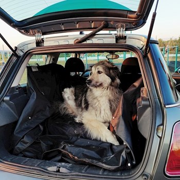 thumbnail petsitter Pécs or pet nanny for dogs cats