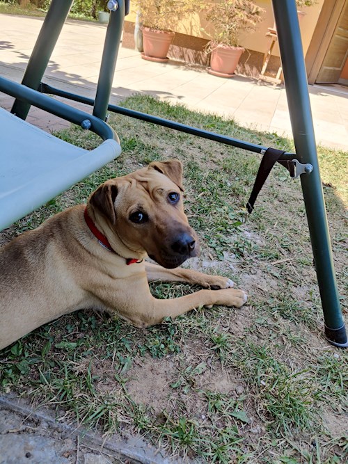 Gábor- petsitter Pécs or Pet nanny for dogs cats