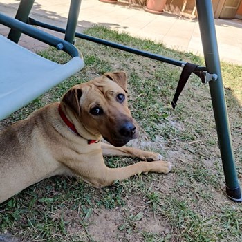 thumbnail petsitter Pécs or pet nanny for dogs cats