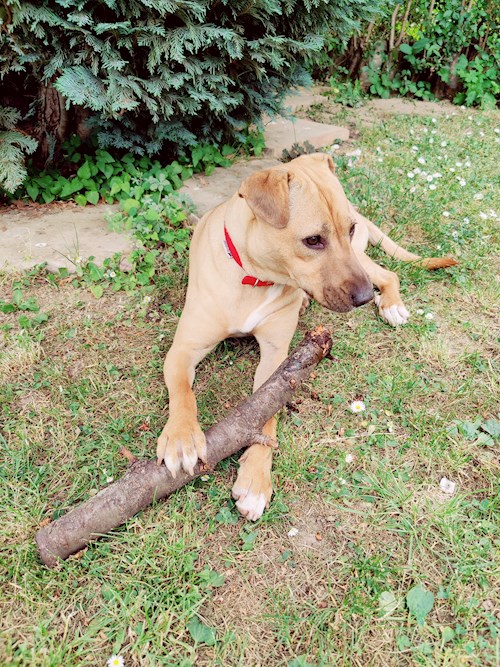 Gábor- petsitter Pécs or Pet nanny for dogs cats