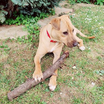 thumbnail petsitter Pécs or pet nanny for dogs cats