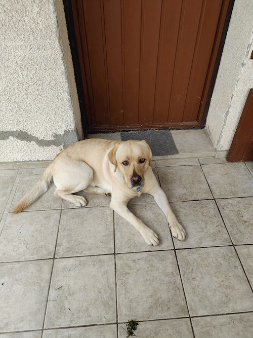 Gábor- petsitter Pécs or Pet nanny for dogs cats