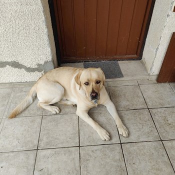 thumbnail petsitter Pécs or pet nanny for dogs cats