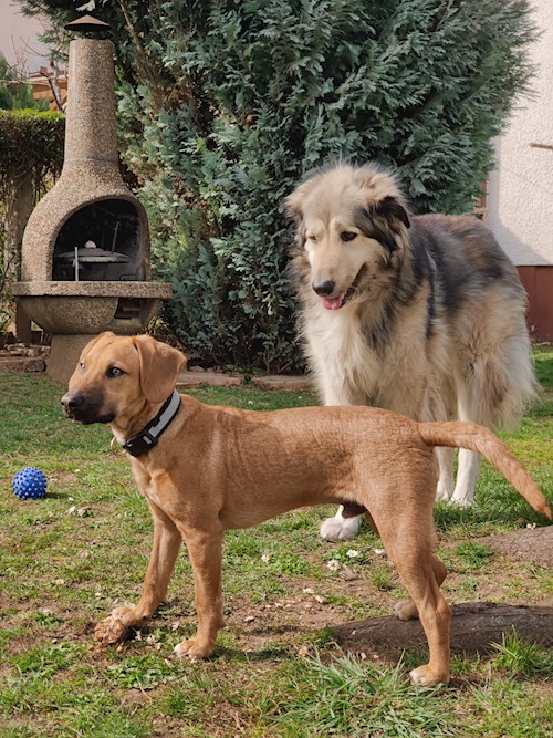 Gábor- petsitter Pécs or Pet nanny for dogs cats