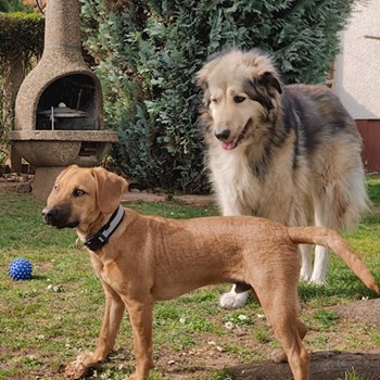 thumbnail petsitter Pécs or pet nanny for dogs cats