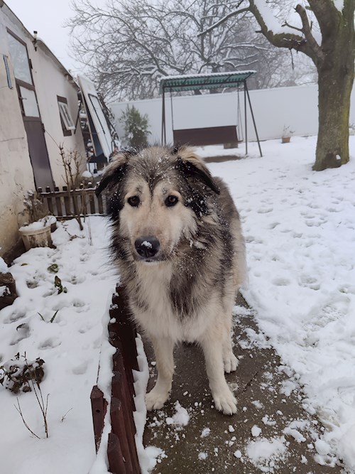 Gábor- petsitter Pécs or Pet nanny for dogs cats