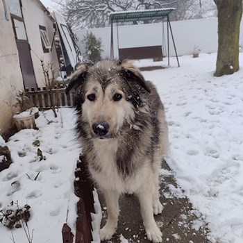 thumbnail petsitter Pécs or pet nanny for dogs cats