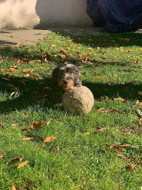 Gábor- petsitter Pécs or Pet nanny for dogs cats