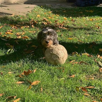 thumbnail petsitter Pécs or pet nanny for dogs cats